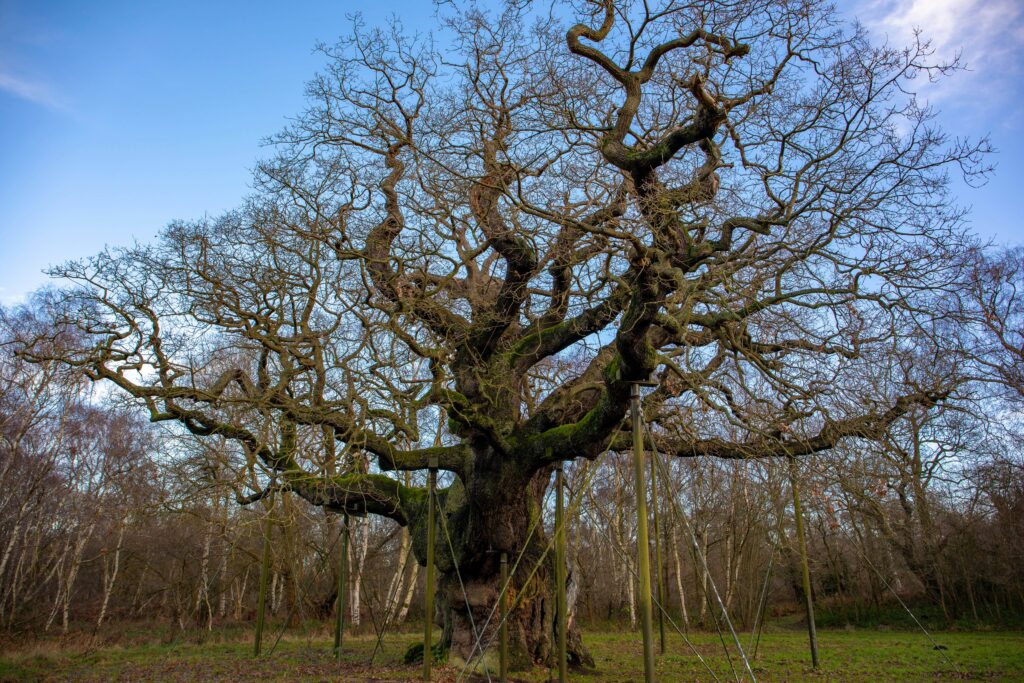 Sherwood major oak